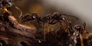 hormigas-plagas
